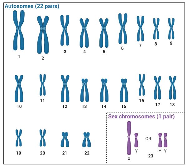 n-Chromosome-1
