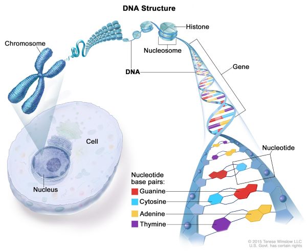 o-Gene